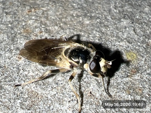 Painted Wood Fly photo 5