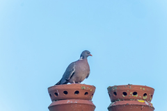 Columba palumbus