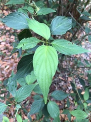 Cornus macrophylla