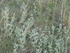 Atriplex pedunculata