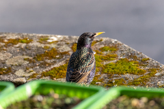 Sturnus vulgaris