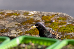 Sturnus vulgaris