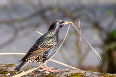 Sturnus vulgaris