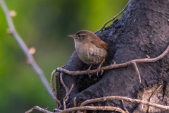 Troglodytes troglodytes