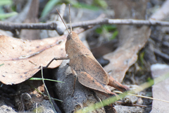 Goniaea australasiae