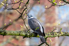 Columba palumbus