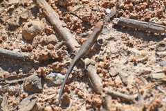 Lampropholis guichenoti