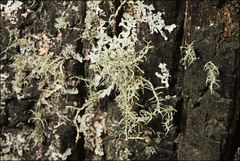 Usnea inermis
