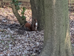 Sciurus vulgaris