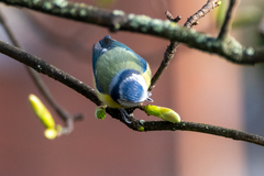 Cyanistes caeruleus