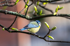 Cyanistes caeruleus