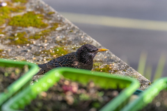 Sturnus vulgaris