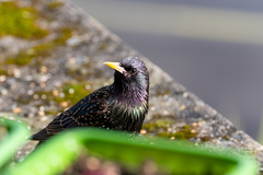 Sturnus vulgaris