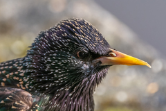 Sturnus vulgaris