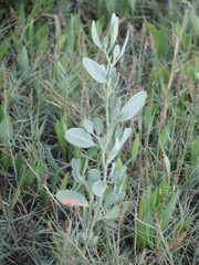 Atriplex pedunculata