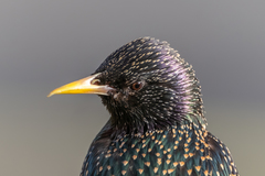 Sturnus vulgaris