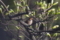 Troglodytes troglodytes