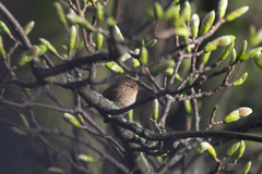 Troglodytes troglodytes
