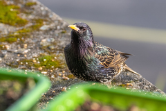 Sturnus vulgaris