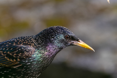 Sturnus vulgaris