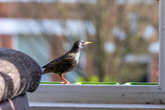 Sturnus vulgaris