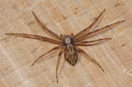 Philodromus aureolus