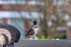 Sturnus vulgaris