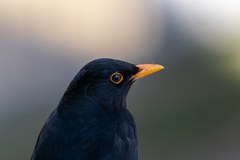 Turdus merula
