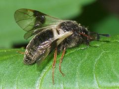Abia fasciata