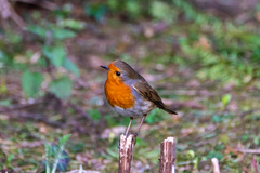 Erithacus rubecula