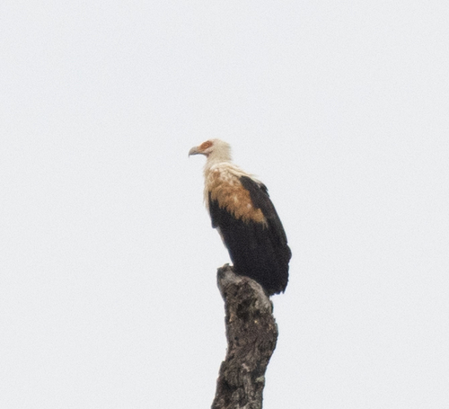 Palm-nut Vulture