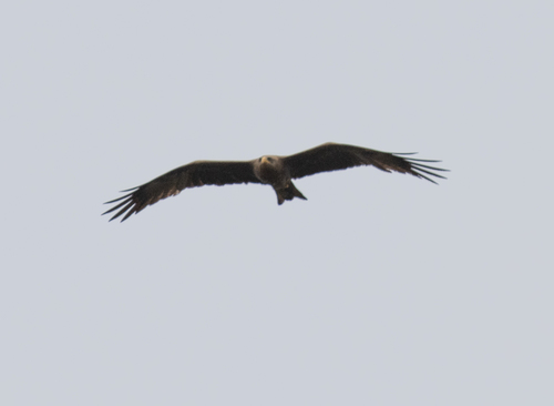 Black Kite