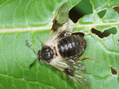 Abia fasciata