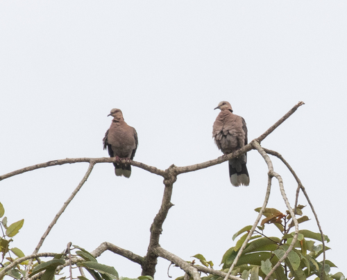 Red-eyed Dove