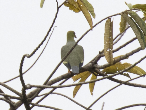 African Green-Pigeon