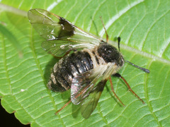 Abia fasciata