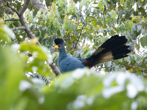 Great Blue Turaco