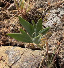 (c) James H. Thomas, some rights reserved (CC BY) Viola trinervata, photograph (c) James H. Thomas, some rights reserved (CC BY)
