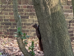 Sciurus vulgaris
