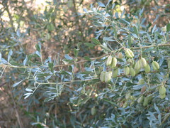 Halimodendron halodendron