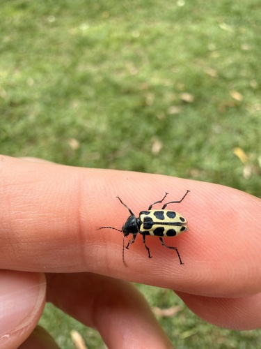 Astylus variegatus