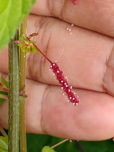 Acalypha multicaulis