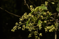 Zanthoxylum asiaticum