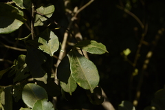 Zanthoxylum asiaticum