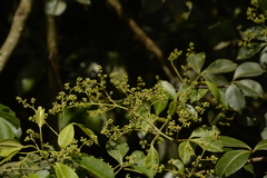 Zanthoxylum asiaticum