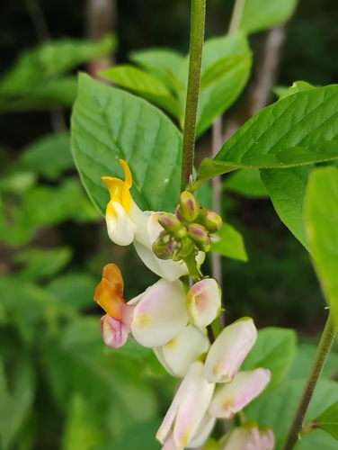 Caamembeca autranii