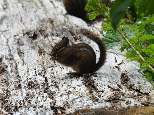 Yellow-cheeked Chipmunk observed by voleman