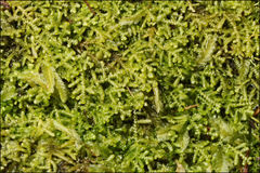 Lepidozia laevifolia