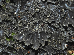 Pseudocyphellaria dissimilis