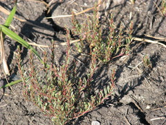 Lythrum tribracteatum